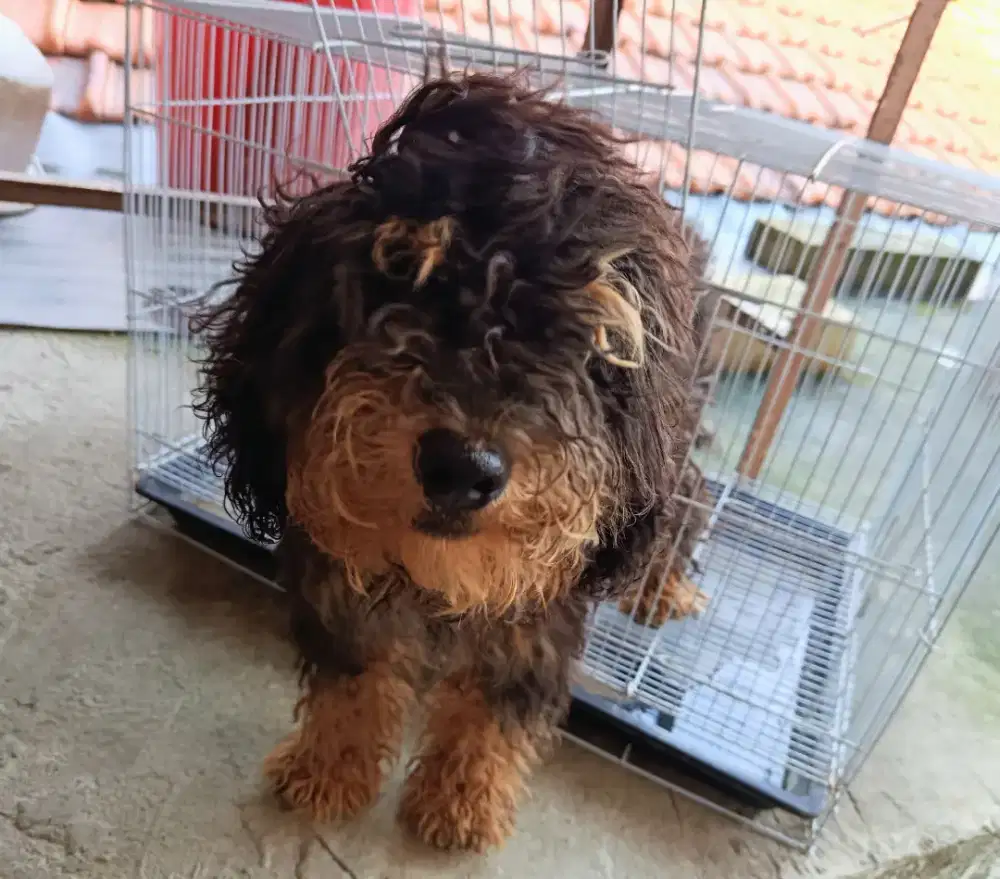 DIJUAL CEPAT ANJING POODLE MIX NEGO