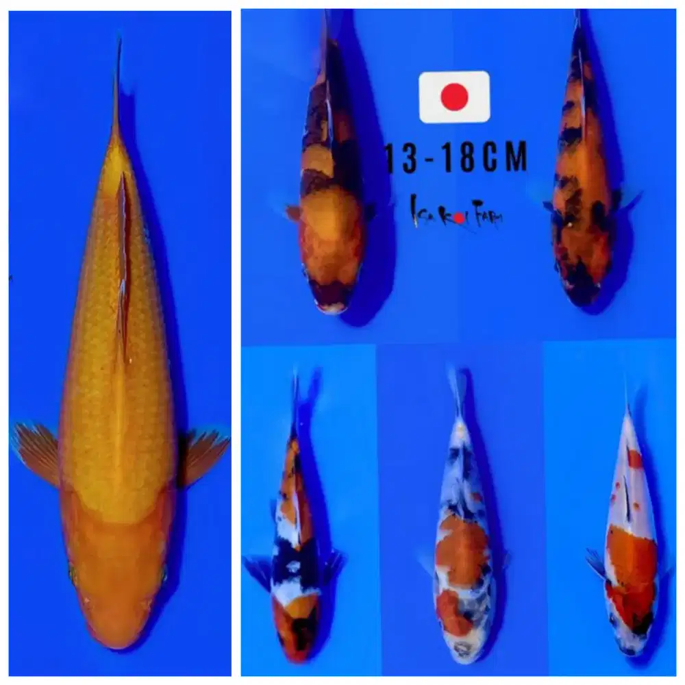 Ikan koi import tosai bersertipikat size 12 SD 18cm