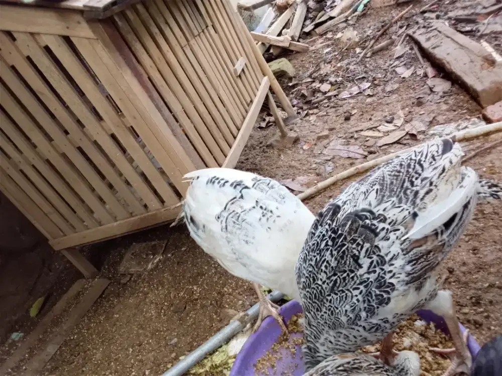 Ayam kalkun 5 bulanan