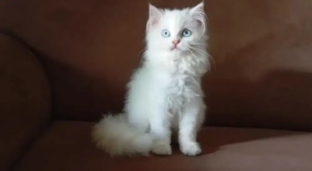 Kucing kitten redpoint female