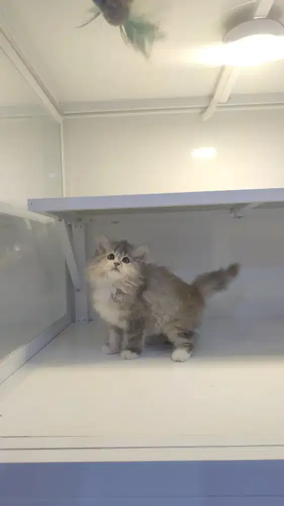 Kucing kitten norwegian female blue torty