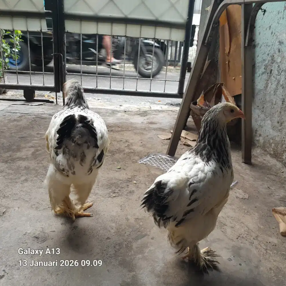 J̌ual ayam barahma