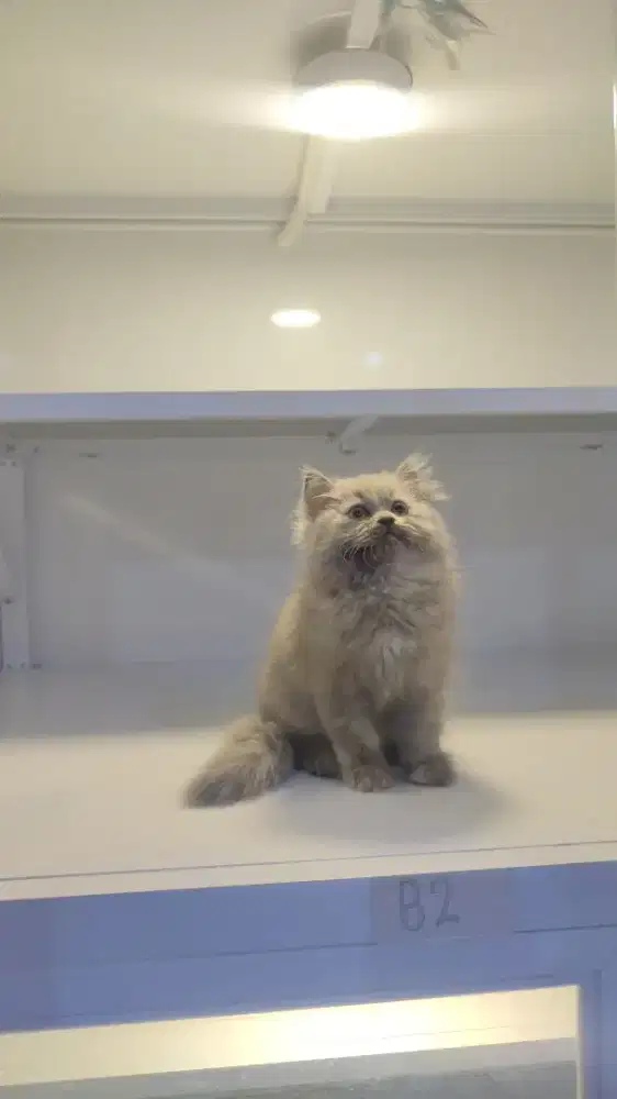 Kucing kitten ras persia blue female