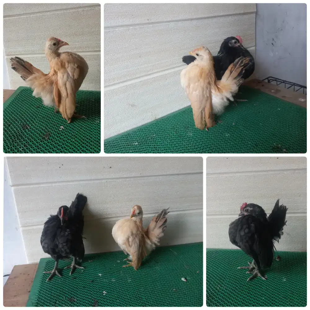 Ayam serama selam mini