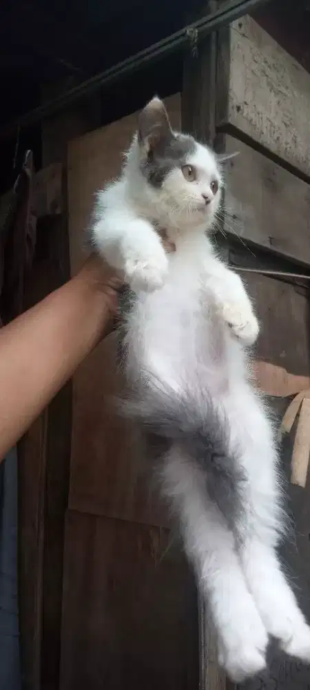 kitten persia flatsnose jantan 3 bulan