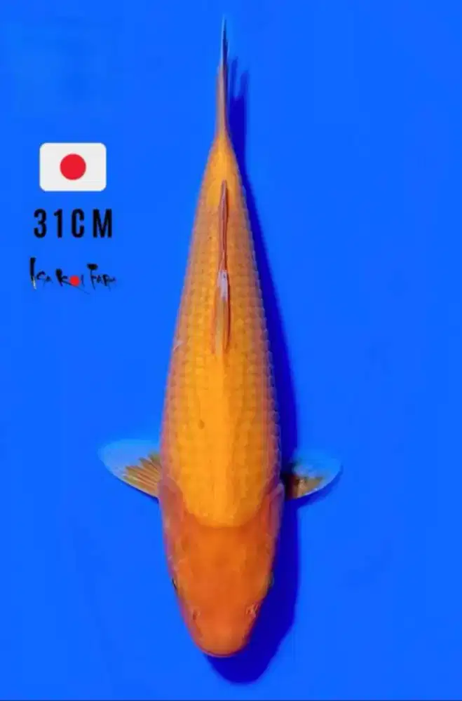 Ikan koi benigoi import tosai 31 cm
