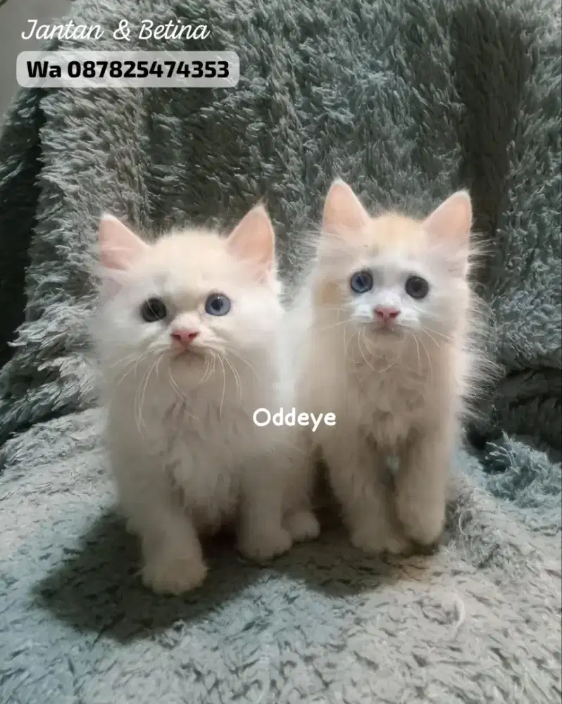 Kucing persia gimbul oddeye