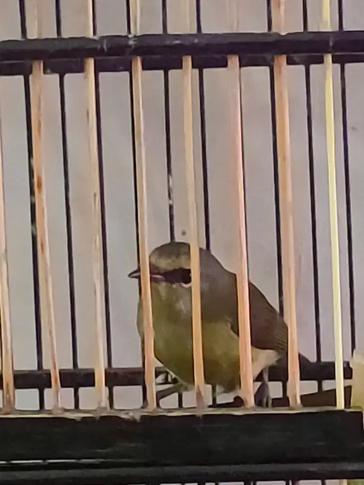 Burung opior+sangkar mumer