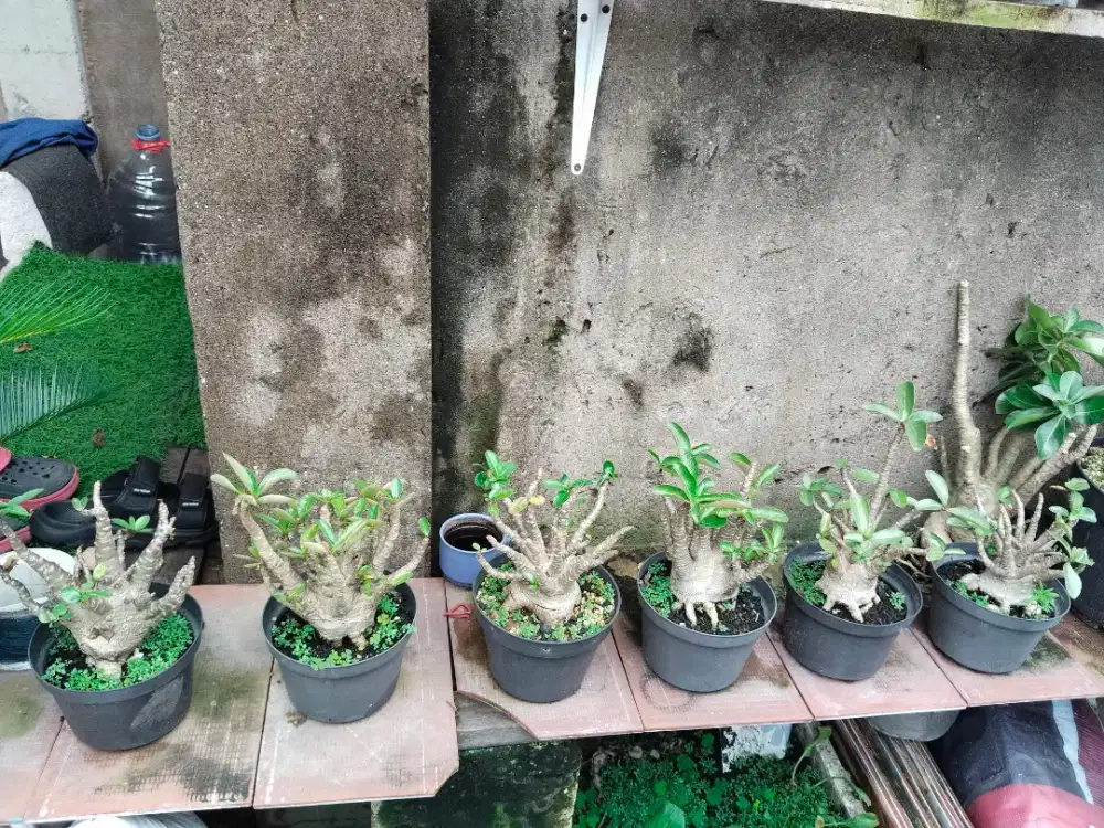 Adenium arabicum , kamboja jepang