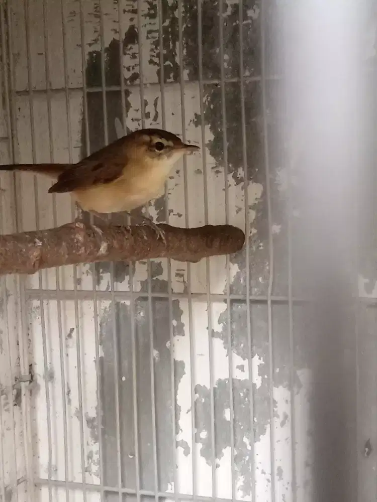 Kerak Basi Alis Hitam Shincan