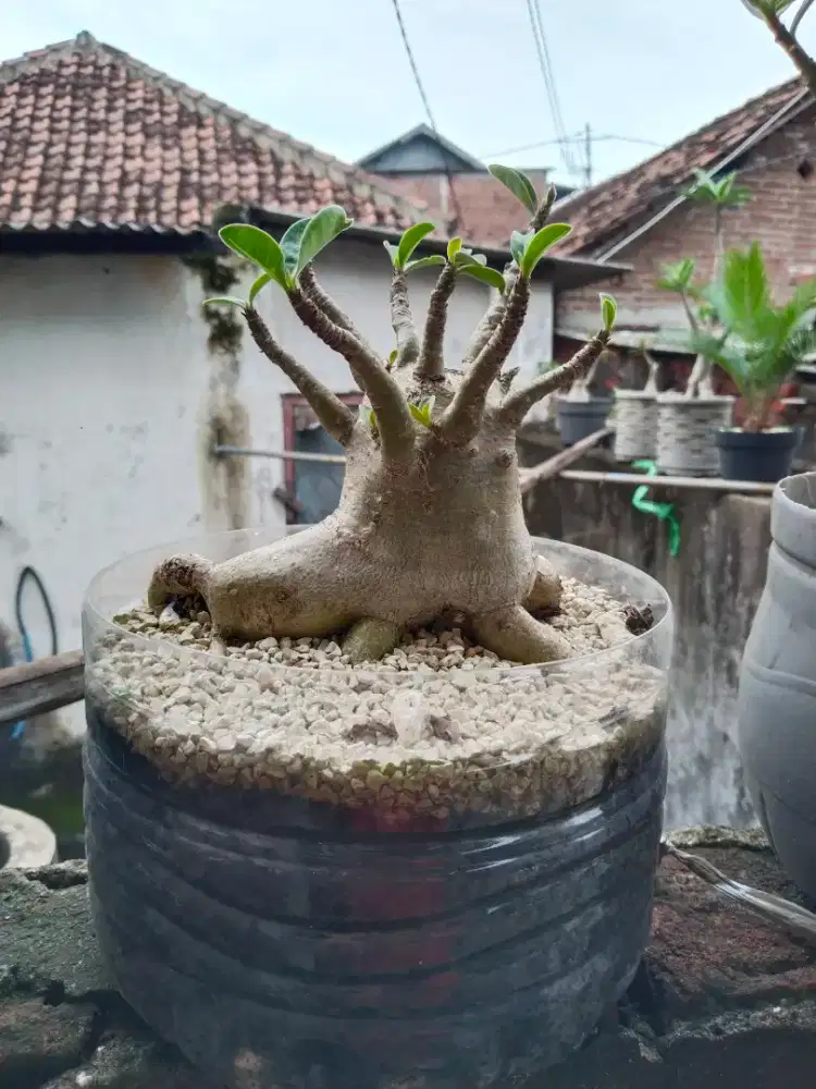 Kamboja/adenium jenis arabicum