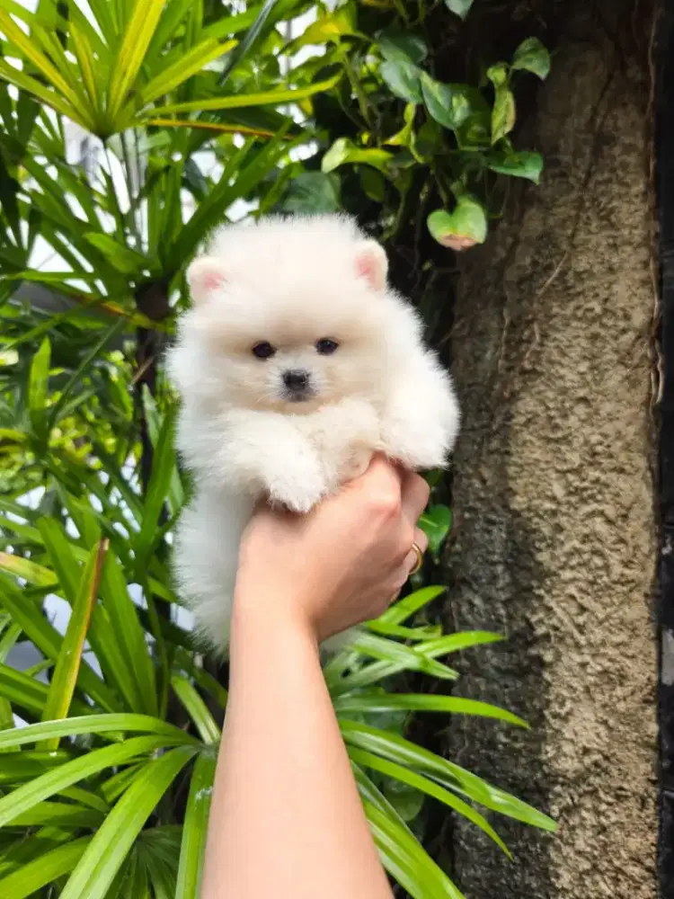 Super Minipom High Quality