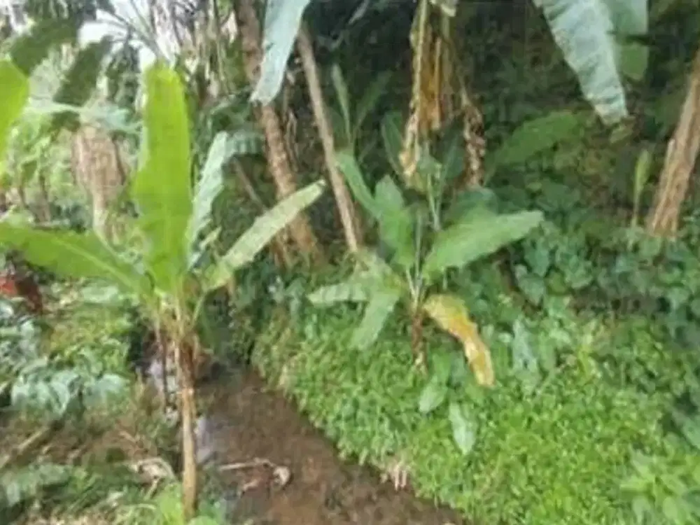 DIJUAL 1 BIDANG TANAH – KABUPATEN TABANAN