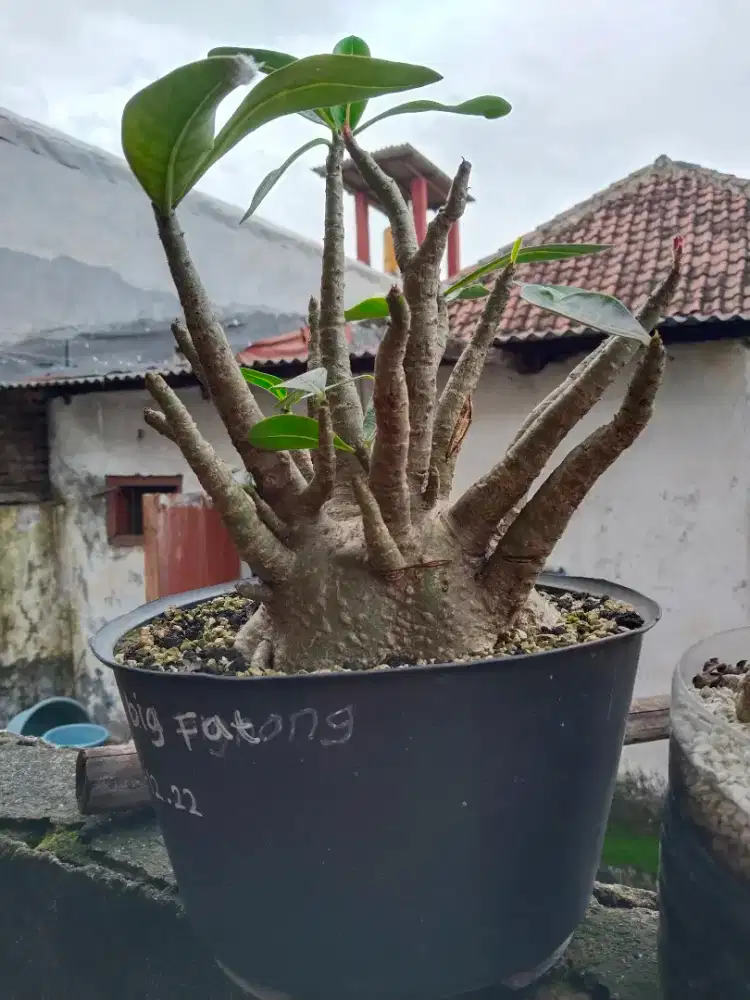 Kamboja/adenium arabikum