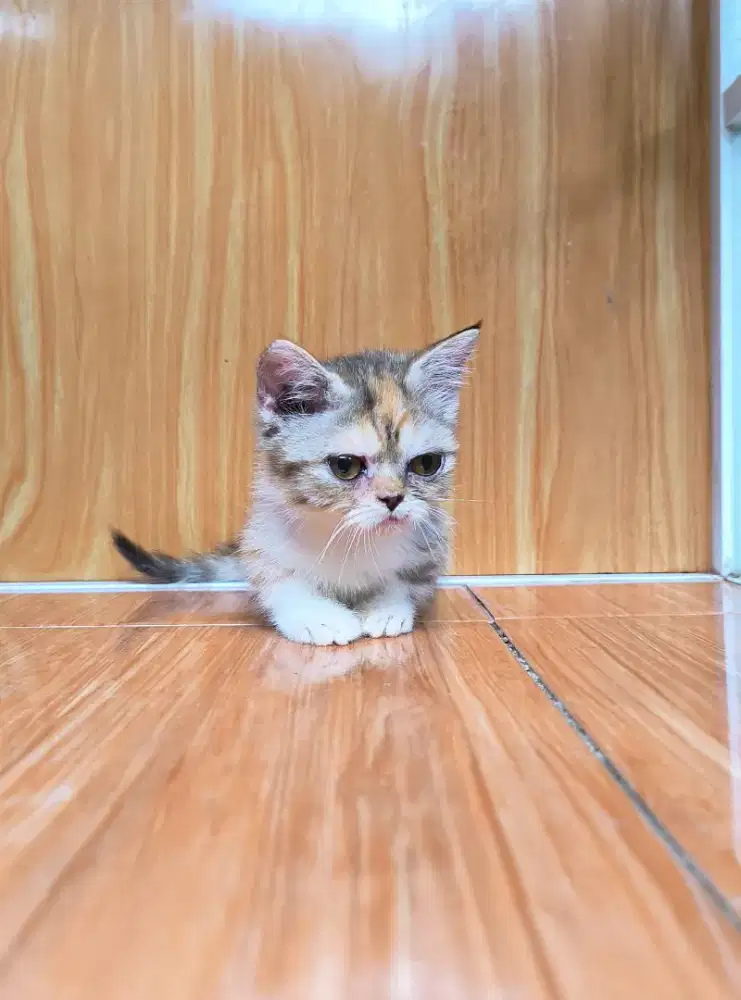 Kucing Munchkin
