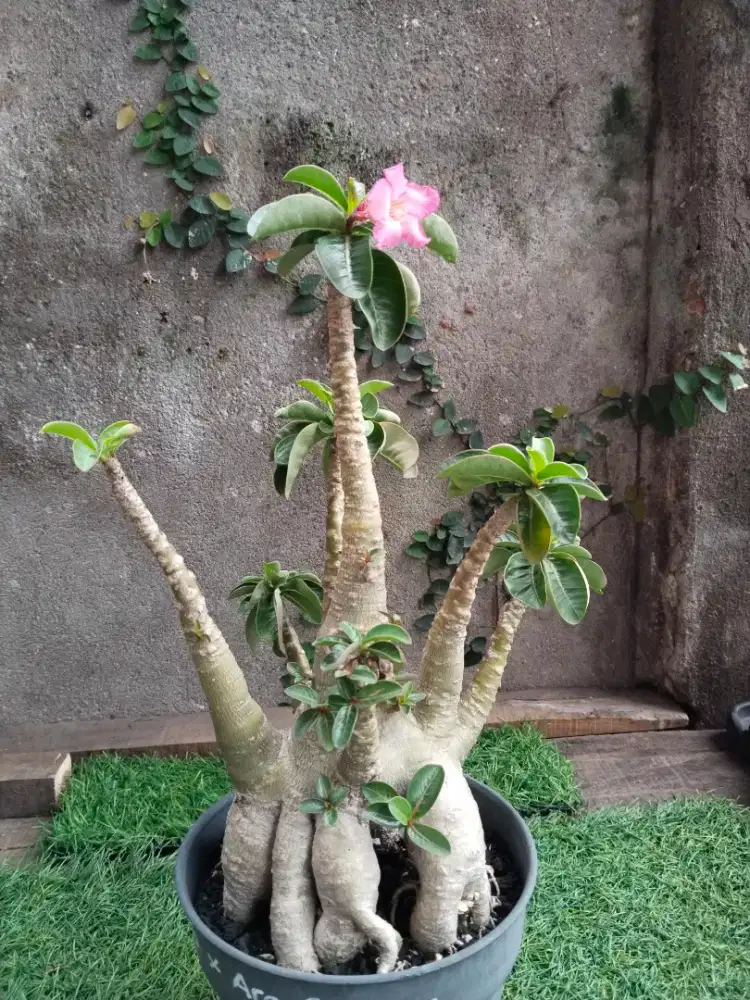 Kamboja/adenium arabicum