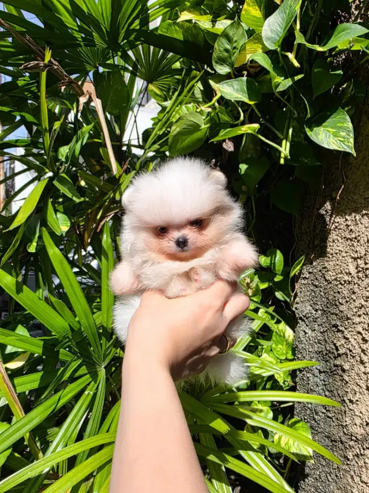 SUPER MINIPOM HIGH QUALITY