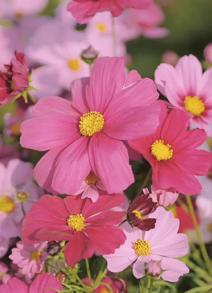 PACKING ONLINE SHOP, bisa bergabung secepatnya !!