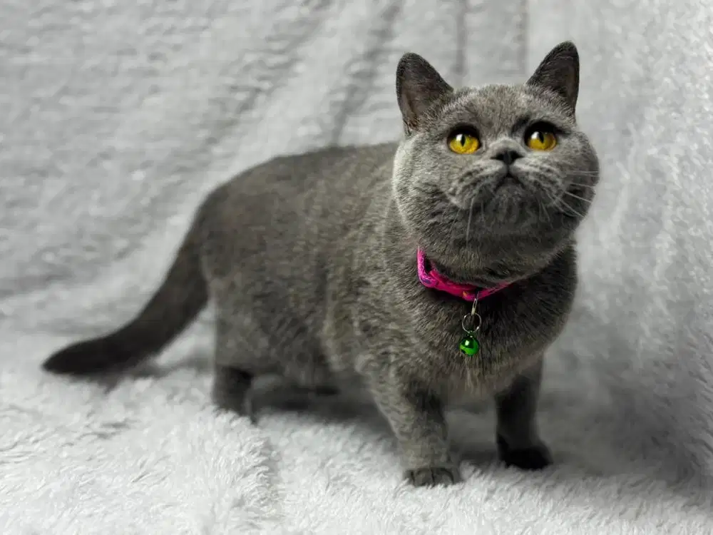 Kucing BSH British Shorthair WCFBetina