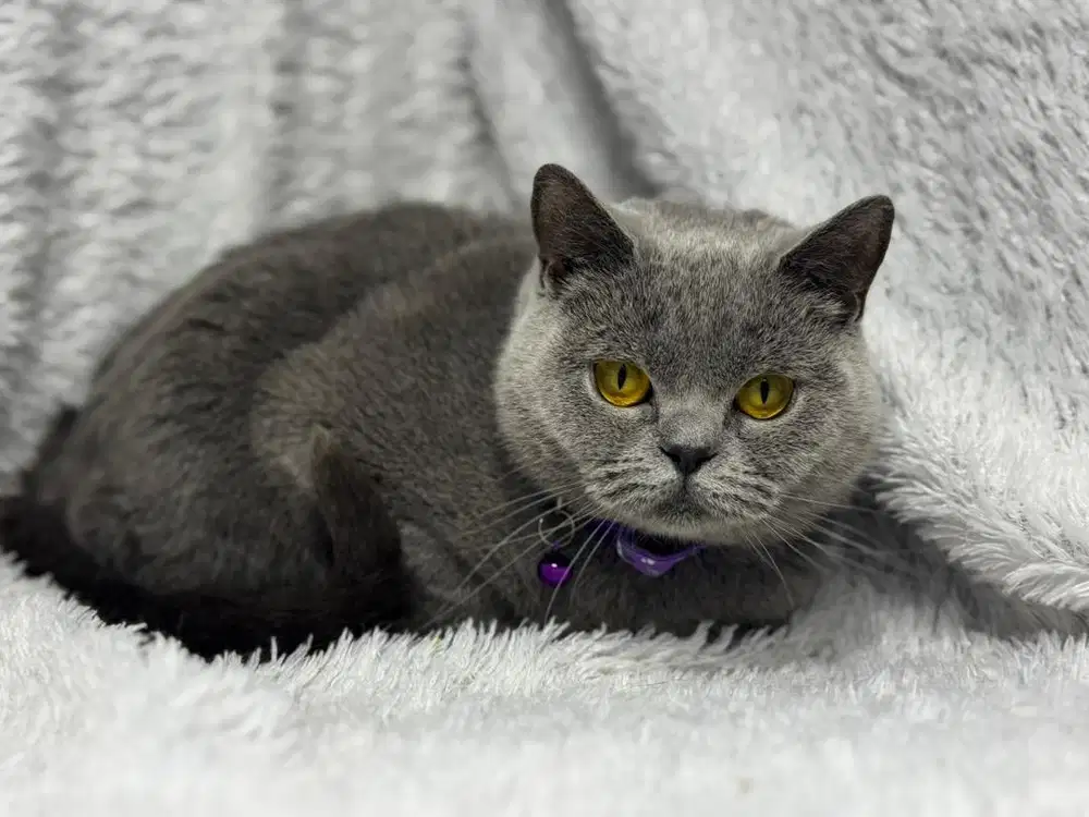 BSH Betina Ped WCF Blue Solid Female