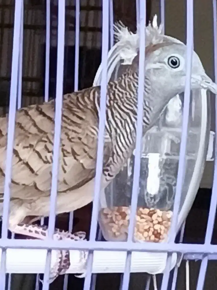 Perkutut jambul songgo ratu