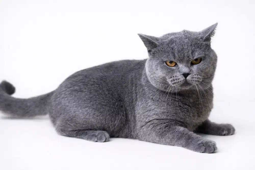 Kucing British Shorthair Jantan Ped WCF