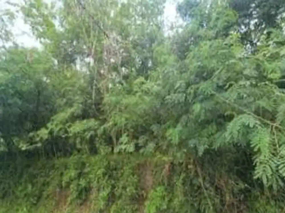 DIJUAL 1 BIDANG TANAH – KABUPATEN GIANYAR