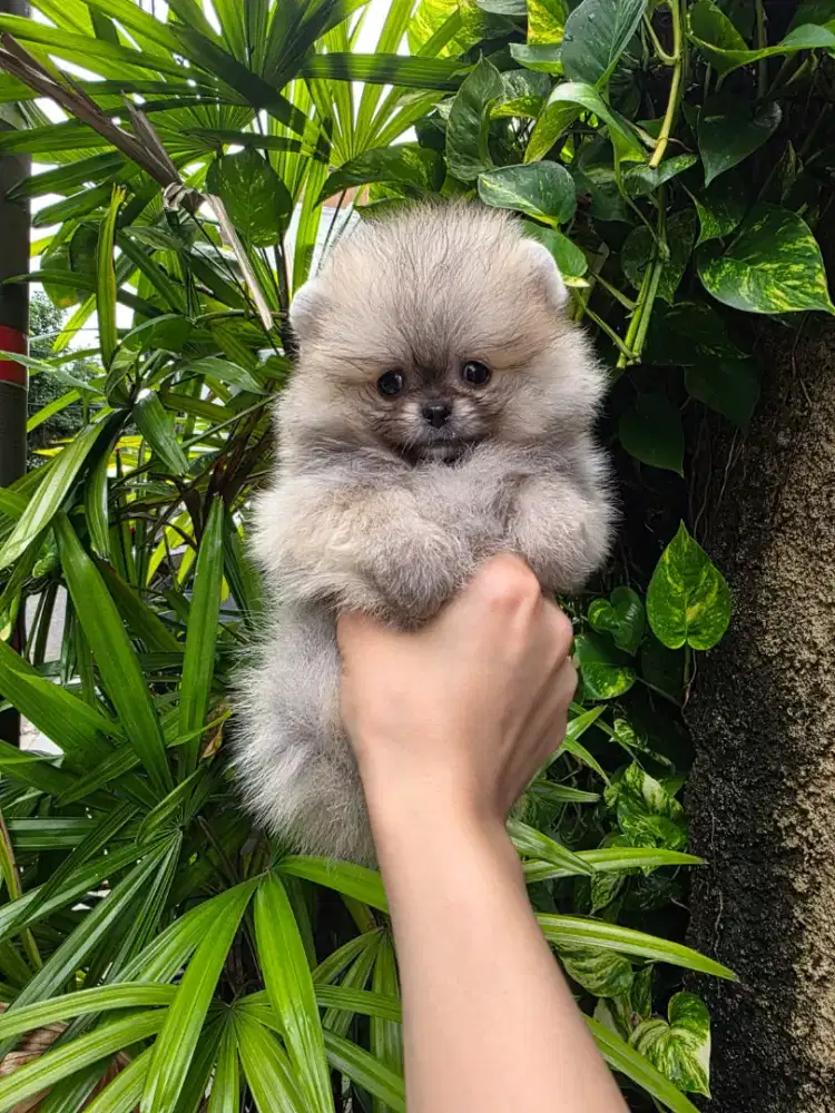 SUPER MINIPOM WARNA SABLE