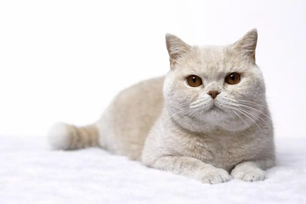 Kucing British Shorthair BSH Jantan Cream