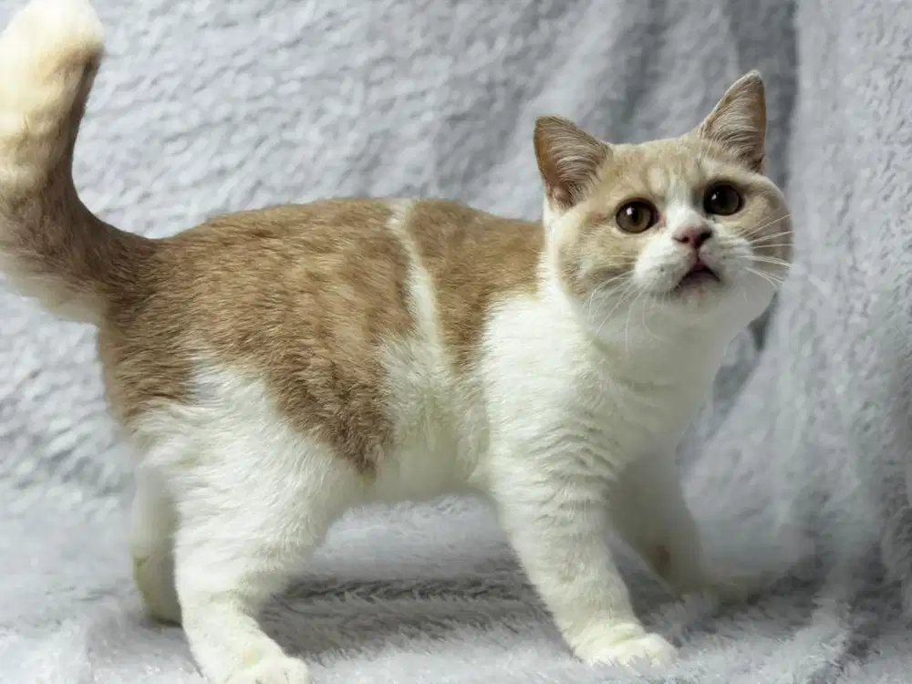 BSH Jantan Blue Tortie Ped WCF