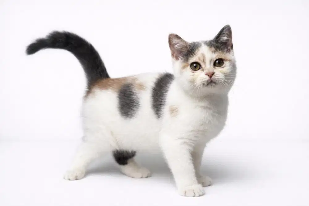 Kucing BSH Blue Betina WCF