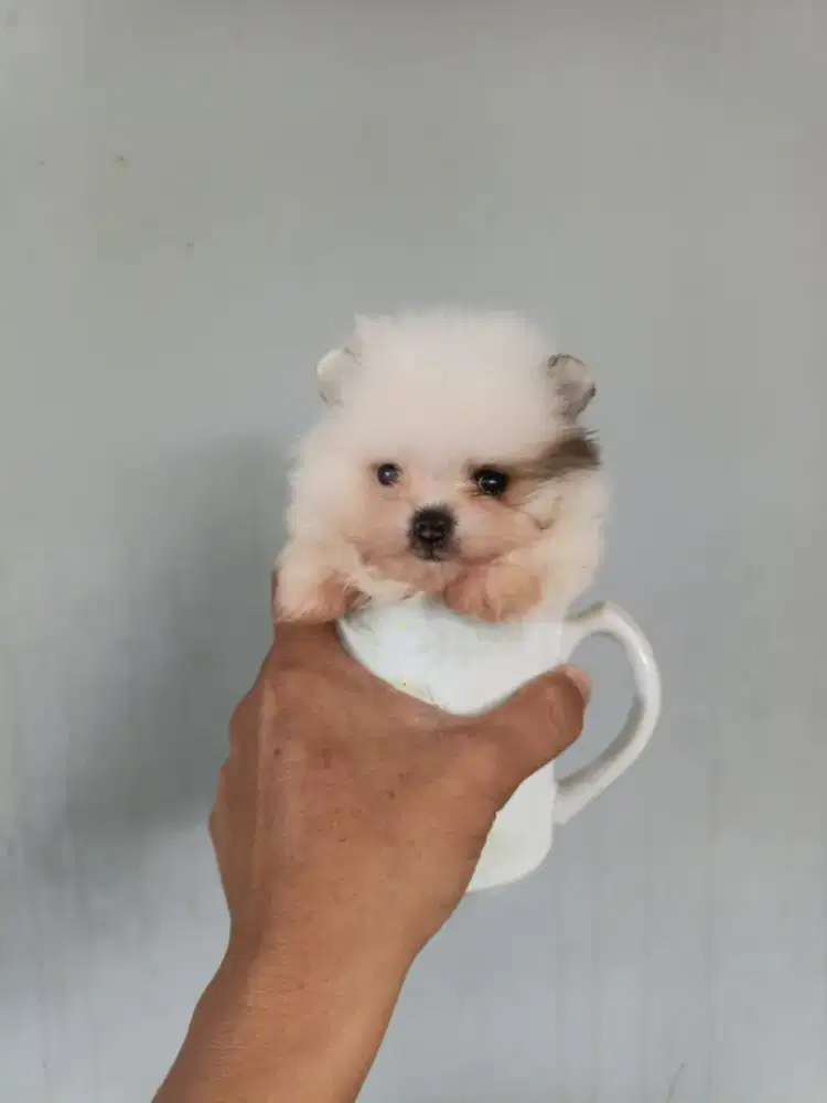 MINIPOM TEACUP TRICOLOR