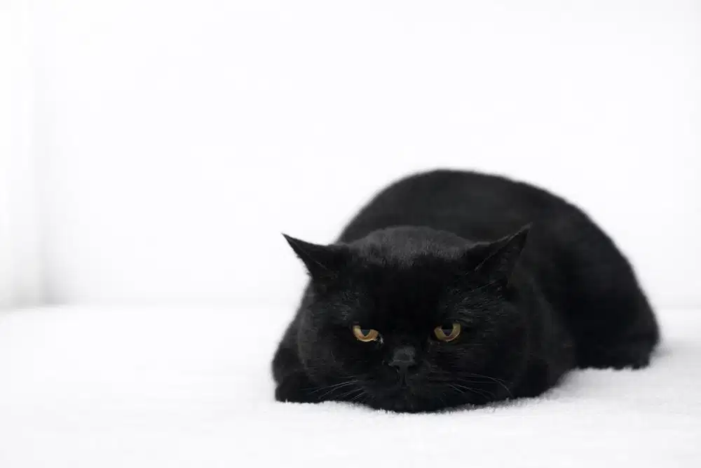 Kucing British Shorthair BSH WCF