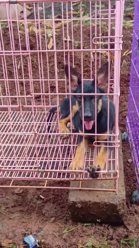 German shepherd/ herder