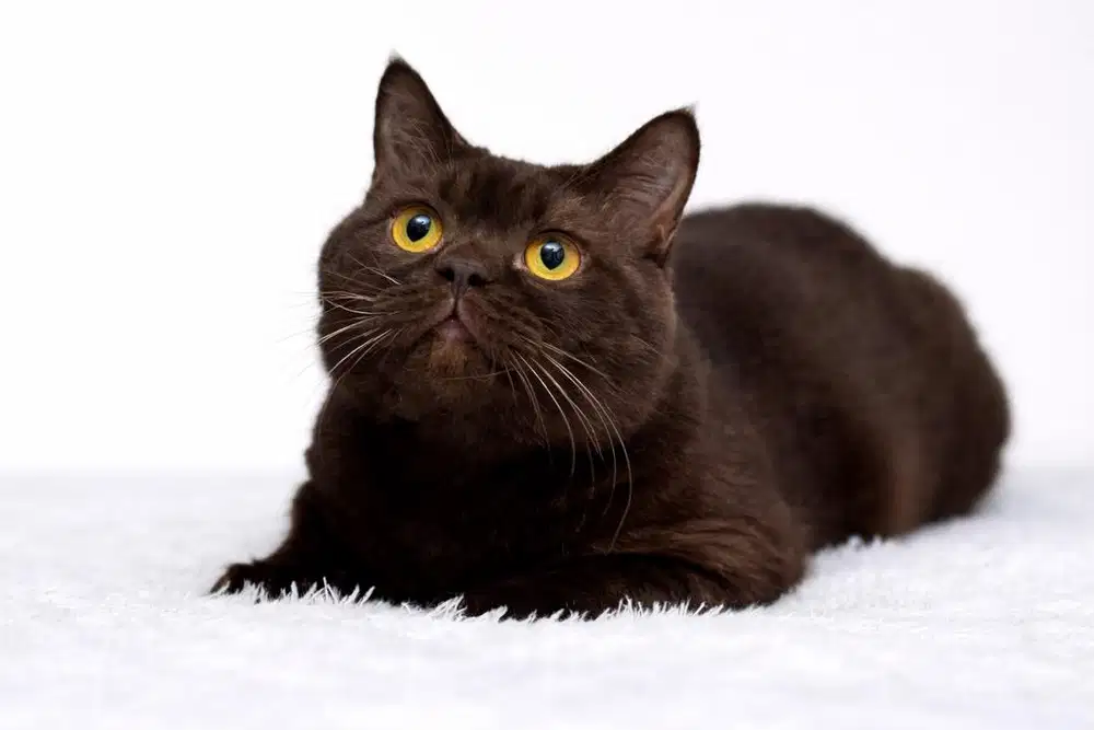 Kucing BSH British Shorthair Jantan Cinnamon