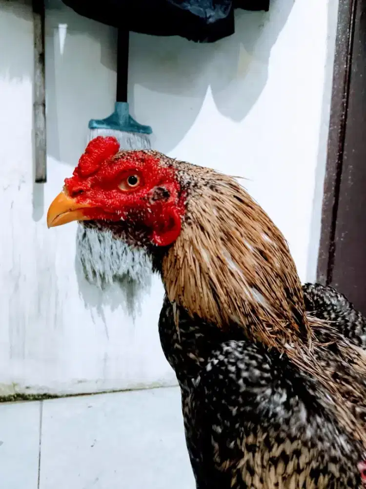 Ayam Bangkok 2D (khoytradngon x pakhoy)