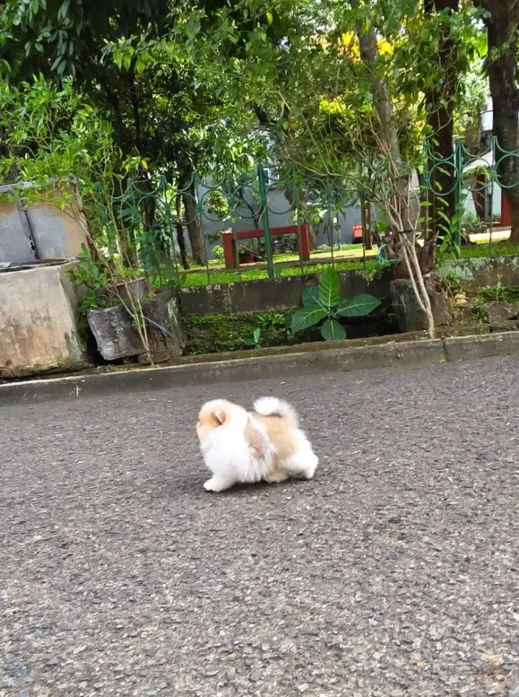 Super Minipom Fluffy