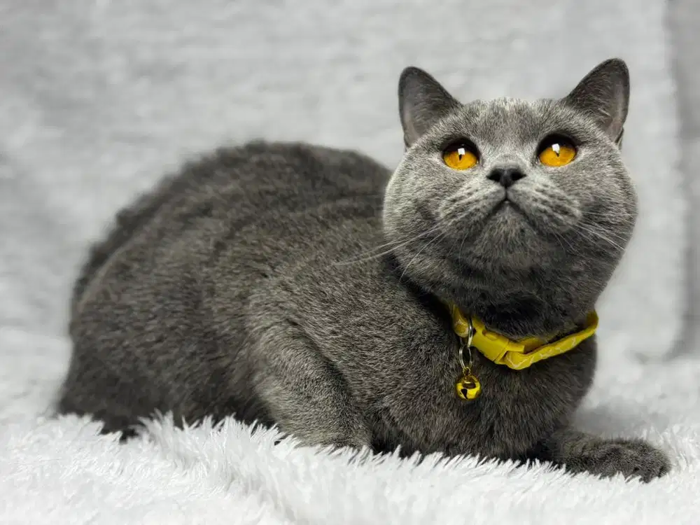 Kucing British Shorthair BSH Betina WCF