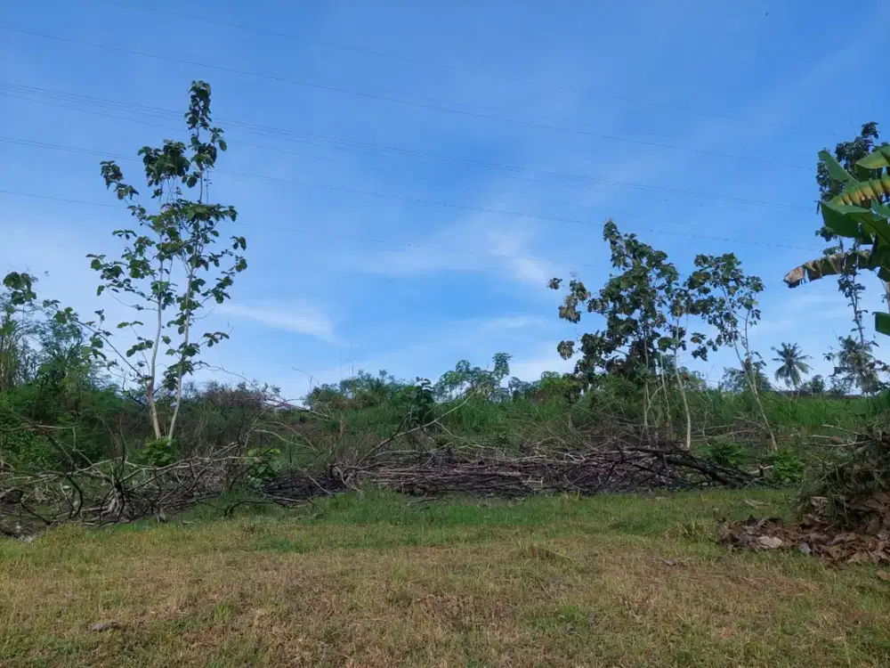 DIJUAL 1 BIDANG TANAH LUAS – KABUPATEN JEMBRANA