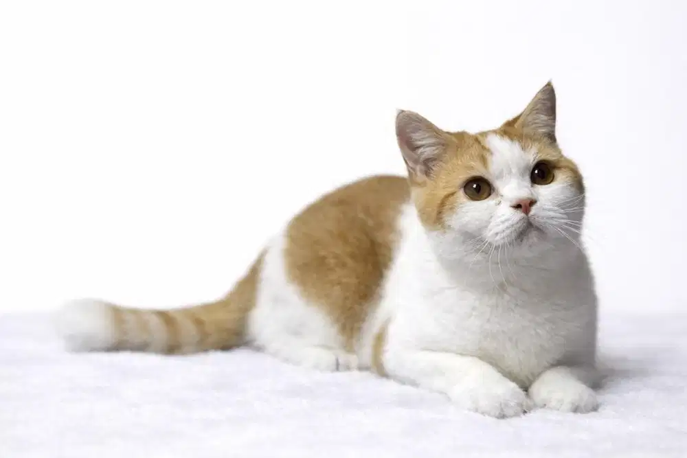 Kucing BSH Bicolour Red Jantan Ped WCF