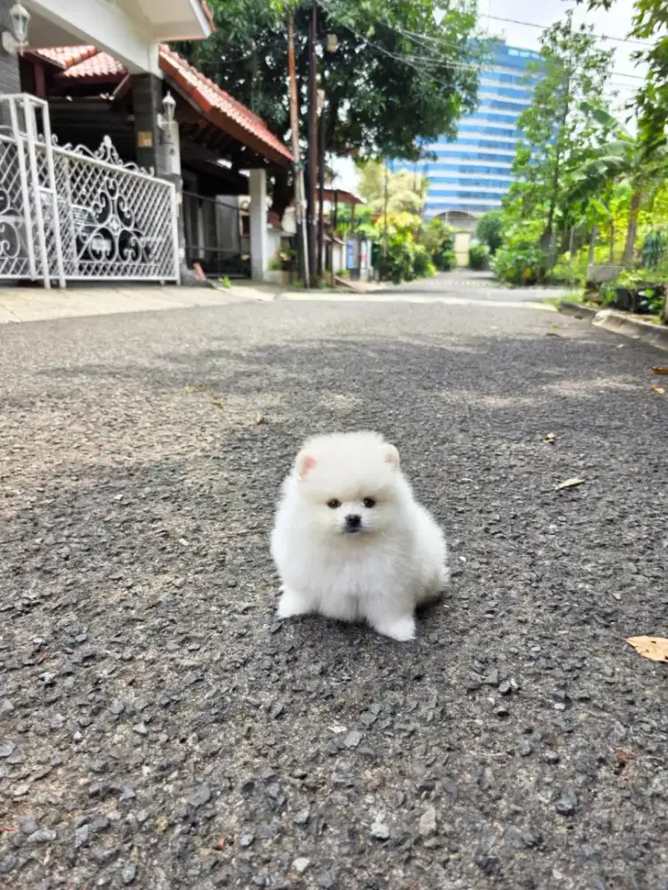 SUPERMINIPOM SNOWHITE