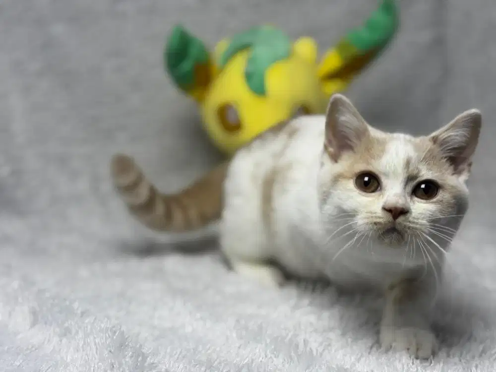 Kucing BSH British Shorthair WCF Jantan