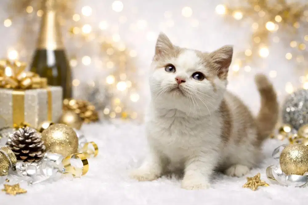 Kucing Bico Lilac Mata Biru Ped WCF