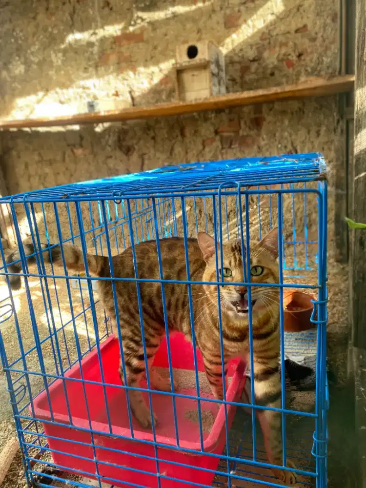 *Jual Kucing Bengalenis BU