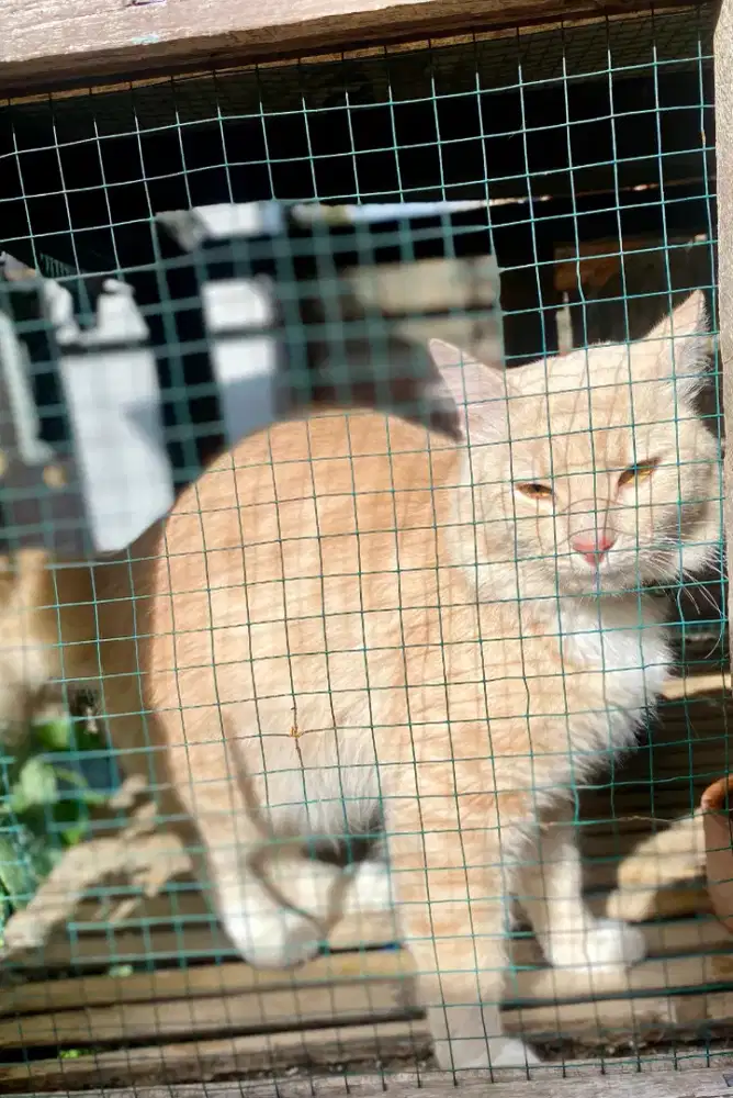 Jual Kucing Maincoon Mix BU