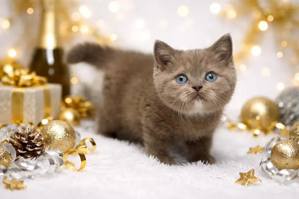 Kucing BSH Lilac Jantan Blue Eyes Ped WCF