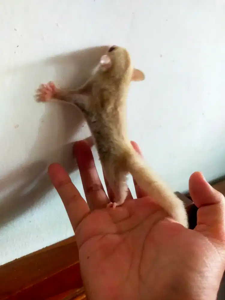 Sugar glider anakan