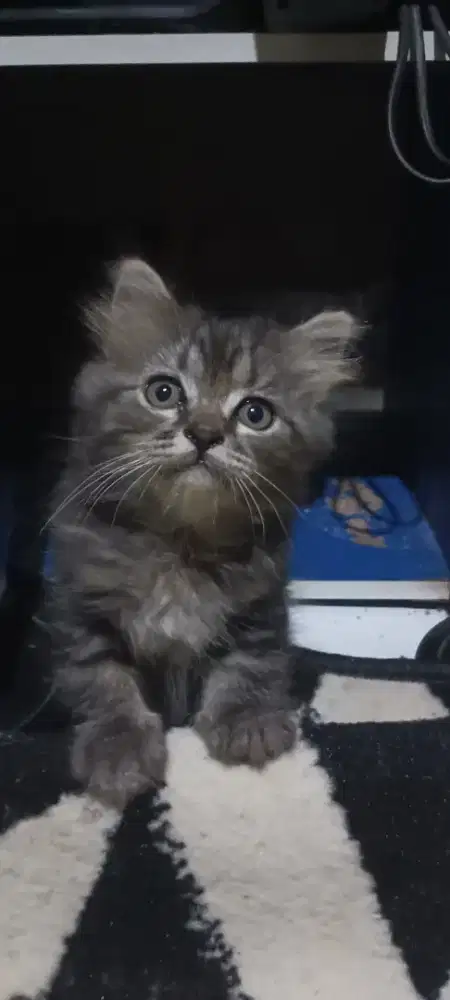 kitten persia medium