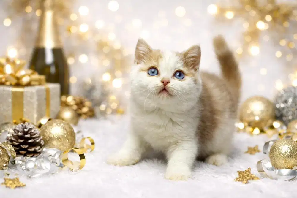 Kucing BSH Betina Calico Blue eyes Ped WCF