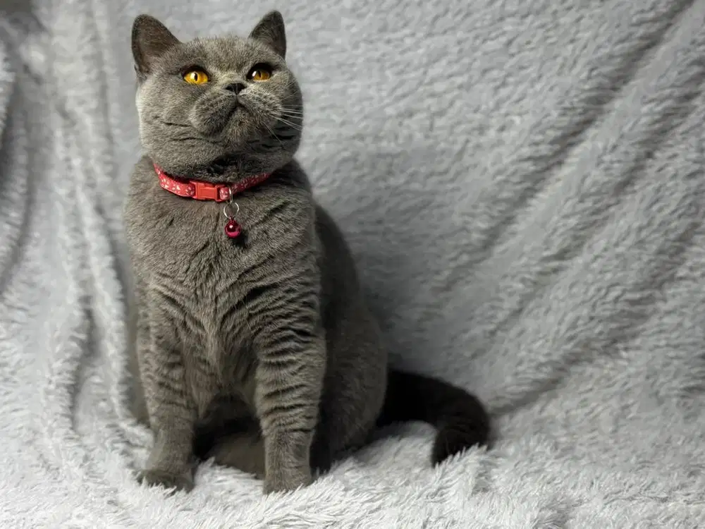 Kucing BSH Betina Ped WCF